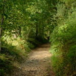 Forêt de Lahitau